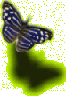 Schmetterling